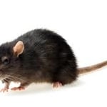 rodents
