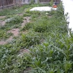 Backyard Before Our Magic!