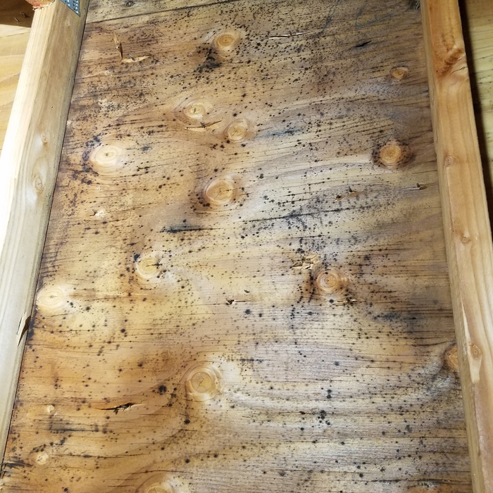 Moldy Attic Sheathing - 1B