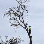 Flower Ave red oak removal