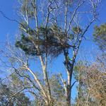 cedar widow maker in pecan tree