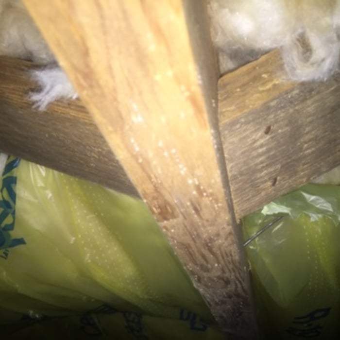 Mold in Crawl Space