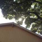 Pest Infestations-Various