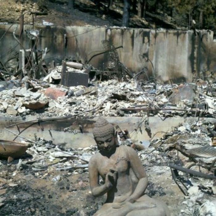 Forest Fire