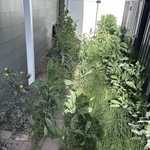 Yard clean up