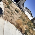 Yard clean up
