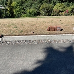 Landscaping Projects