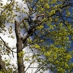 Oak tree removal