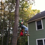 Descending down from tree