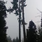 Fir double climb