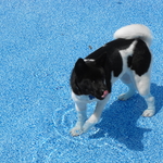 a customers dog takes a dip in new liner