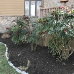 Freshly mulched front yard garden