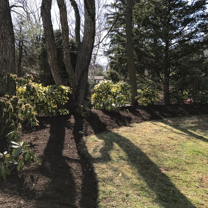 Back Yard Garden