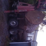 Black Walnut