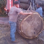 Black walnut