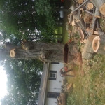 8 foot across oak
