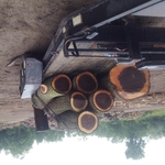 Walnut logs