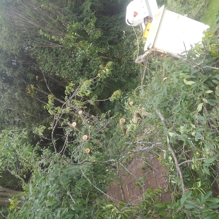 Emergency removal tree fell on a house