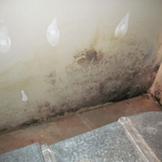 Mold growth on back wall of utility room
