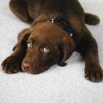 Cleaning Carpet