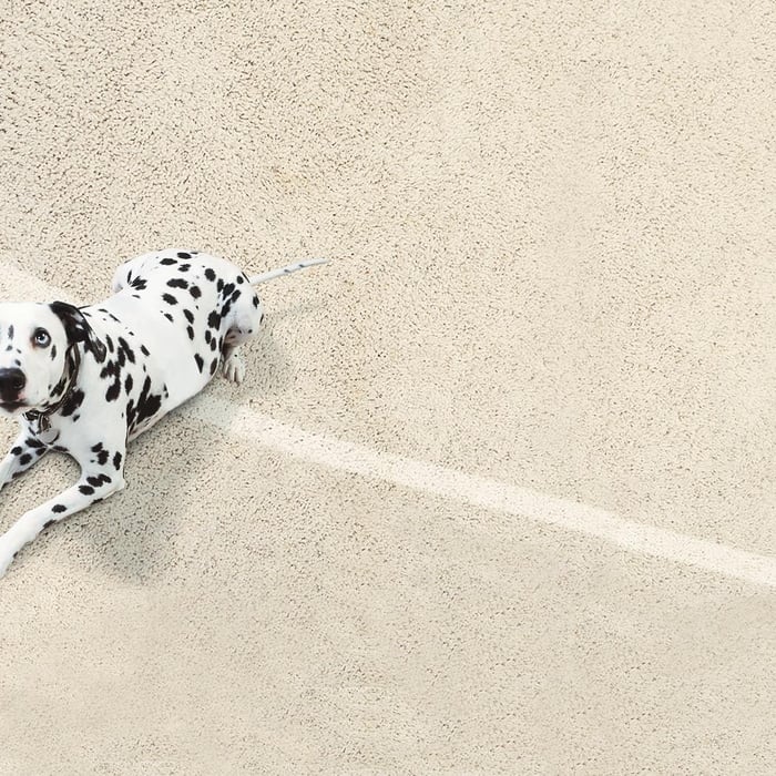 Cleaning Carpet