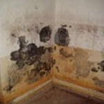 Mold grouth