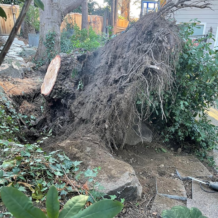 Storm damage stump