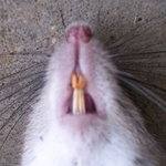 Roof Rat