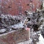 Termite tube