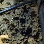Termite Cast