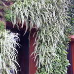 Green entry