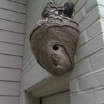Hornets nest above back door!