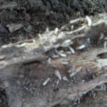 Subterranean Termites
