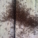 Think they have a couple of ANTS???