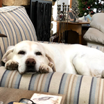 Doggo!