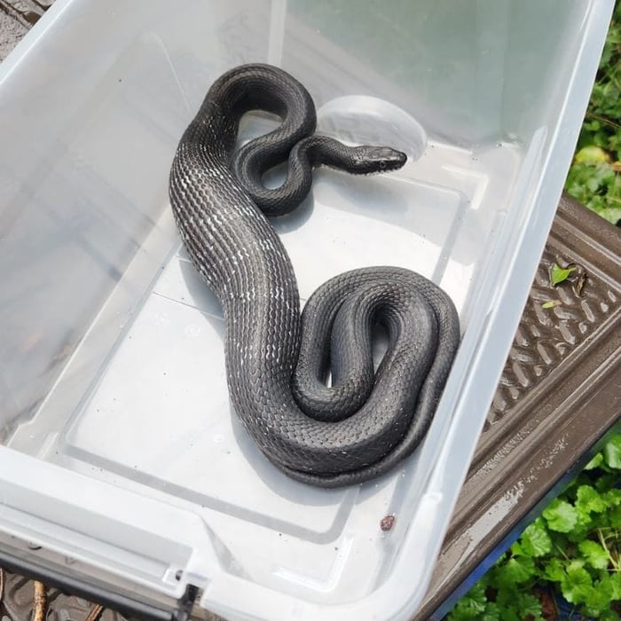Snake Removal