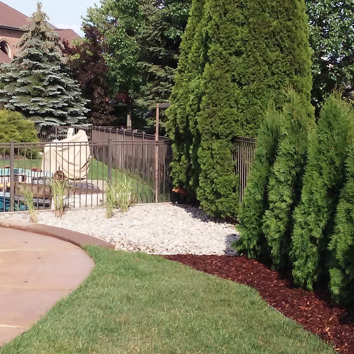 Stone / mulch / Arborvitae installation