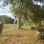 Laurel Oak