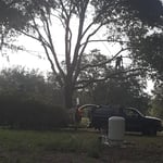 Laurel Oak