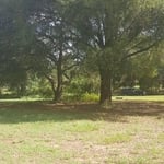 Live Oak