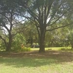 Live Oak - After