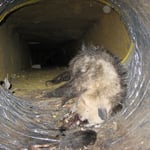 Dirty, leaky duct work
