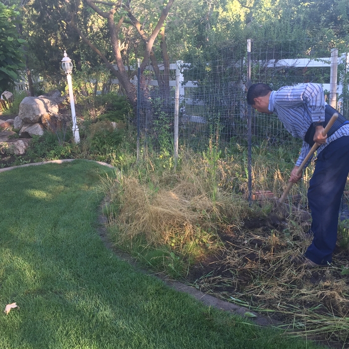 Weeds removal 2 Before