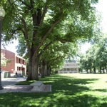 main quad elm trees