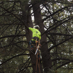 Large Pine Tree Removal