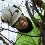 Delicate Fruit Pruning