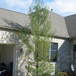 White Pine Before (November '05))