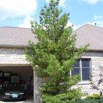 White Pine After (July '06)