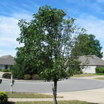 Ornamental Pear August '06