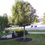 Ornamental Pear 2008